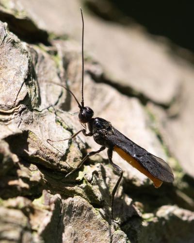 Atanycolus denigrator
